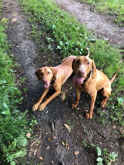 Dein Hund im Dogorama-Kalender 2021-Beitrag-Bild