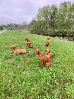 Magyar Vizsla UK-Beitrag-Bild