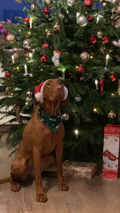 Magyar Vizsla UK-Beitrag-Bild