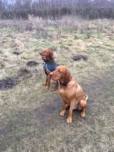 Magyar Vizsla UK-Beitrag-Bild