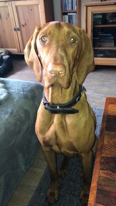 Magyar Vizsla UK-Beitrag-Bild