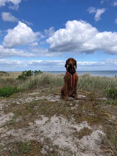 Magyar Vizsla UK-Beitrag-Bild