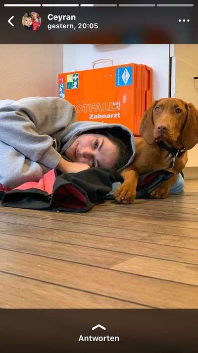 Dein Hund im Dogorama-Kalender 2021-Beitrag-Bild