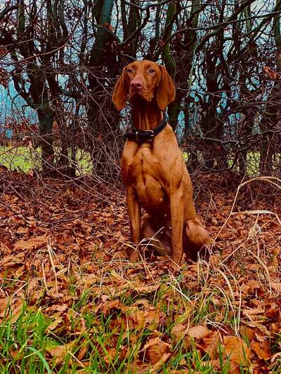 Magyar Vizsla UK-Beitrag-Bild