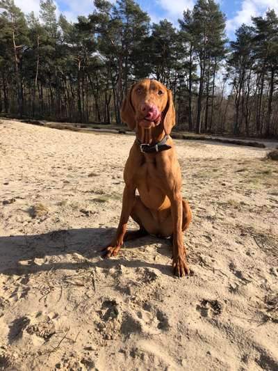 Magyar Vizsla UK-Beitrag-Bild