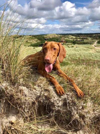 Dein Hund im Dogorama-Kalender 2021-Beitrag-Bild