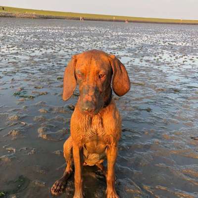 Dein Hund im Dogorama-Kalender 2021-Beitrag-Bild