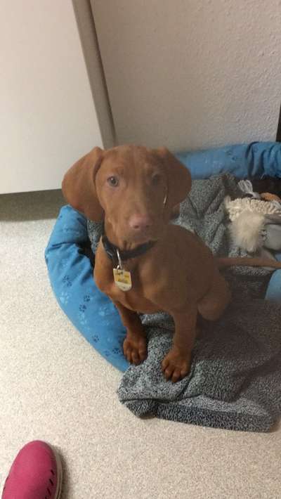 Magyar Vizsla UK-Beitrag-Bild