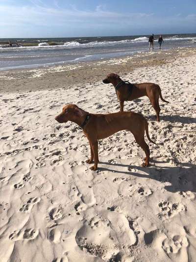 Dein Hund im Dogorama-Kalender 2021-Beitrag-Bild