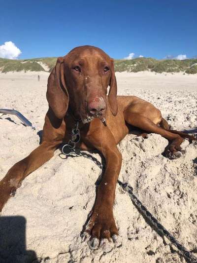 Dein Hund im Dogorama-Kalender 2021-Beitrag-Bild