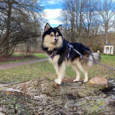 Hundetreffen-Treffen mit Junghunden und junggebliebenen erwachsenen Hunden-Bild