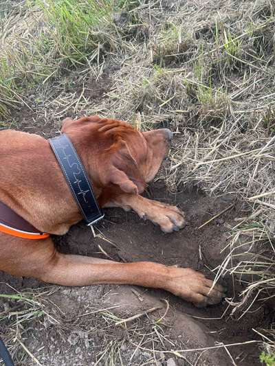 Rhodesian Ridgeback-Beitrag-Bild