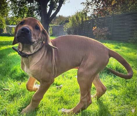 Rhodesian Ridgeback-Beitrag-Bild
