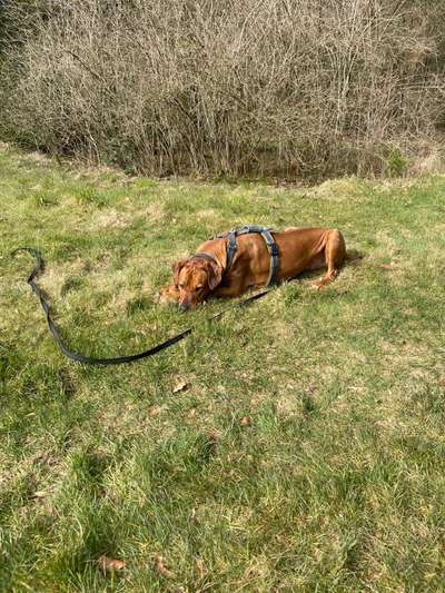 Rhodesian Ridgeback-Beitrag-Bild