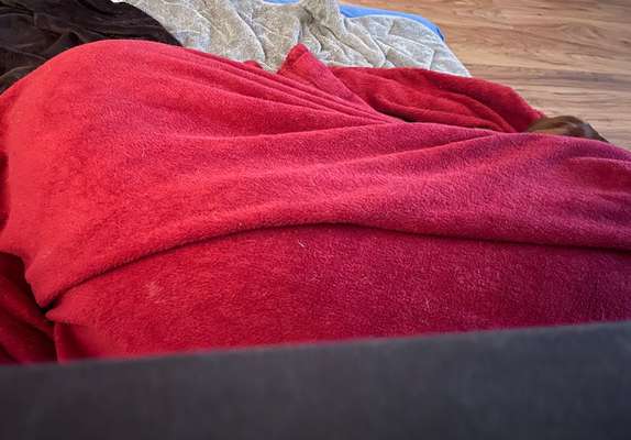 Rhodesian Ridgeback-Beitrag-Bild