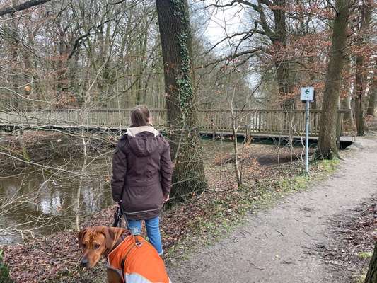 Rhodesian Ridgeback-Beitrag-Bild
