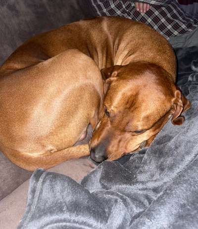 Rhodesian Ridgeback-Beitrag-Bild