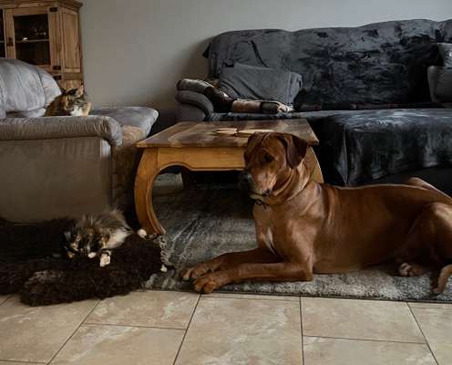 Rhodesian Ridgeback-Beitrag-Bild