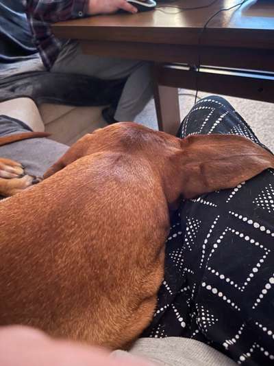 Rhodesian Ridgeback-Beitrag-Bild