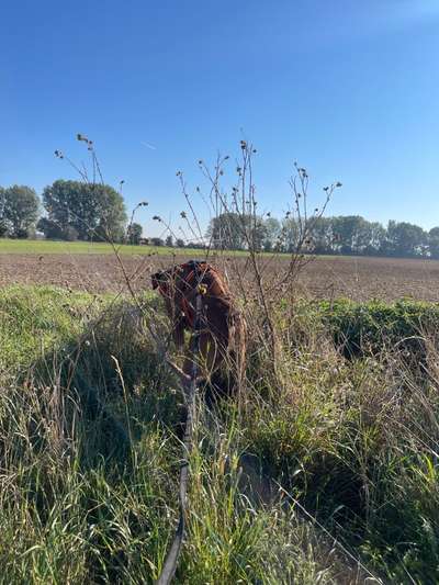 Rhodesian Ridgeback-Beitrag-Bild