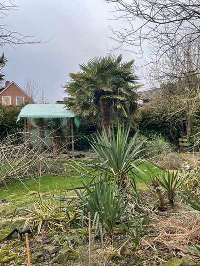 Rhodesian Ridgeback-Beitrag-Bild