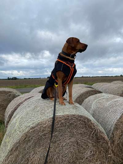 Rhodesian Ridgeback-Beitrag-Bild