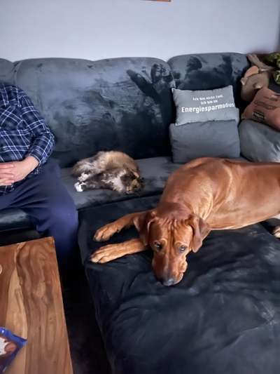 Rhodesian Ridgeback-Beitrag-Bild