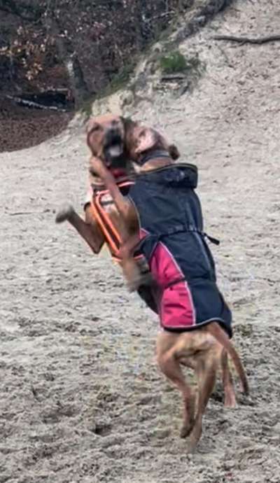 Rhodesian Ridgeback-Beitrag-Bild