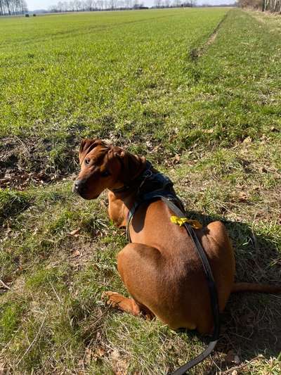 Rhodesian Ridgeback-Beitrag-Bild