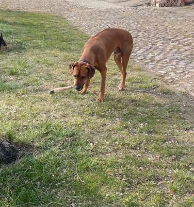 Rhodesian Ridgeback-Beitrag-Bild