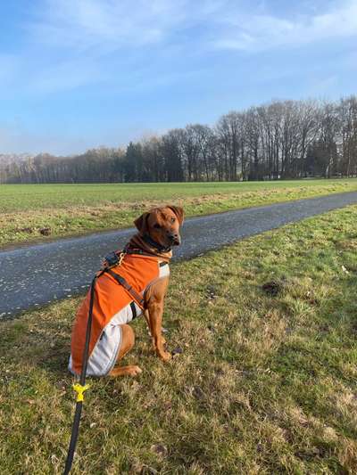 Rhodesian Ridgeback-Beitrag-Bild