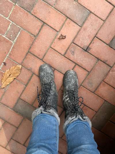 Rhodesian Ridgeback-Beitrag-Bild