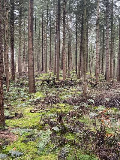 Rhodesian Ridgeback-Beitrag-Bild