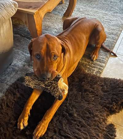 Rhodesian Ridgeback-Beitrag-Bild