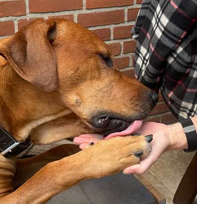 Rhodesian Ridgeback-Beitrag-Bild