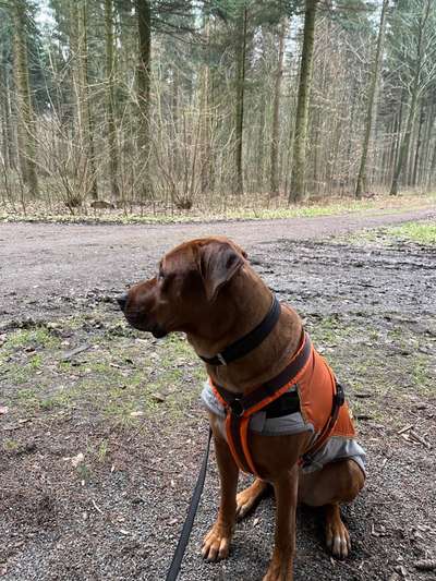 Rhodesian Ridgeback-Beitrag-Bild