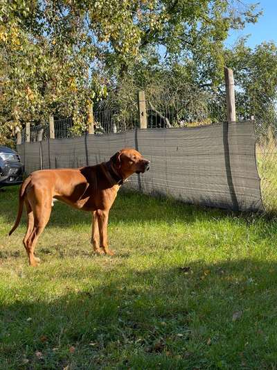 Rhodesian Ridgeback-Beitrag-Bild