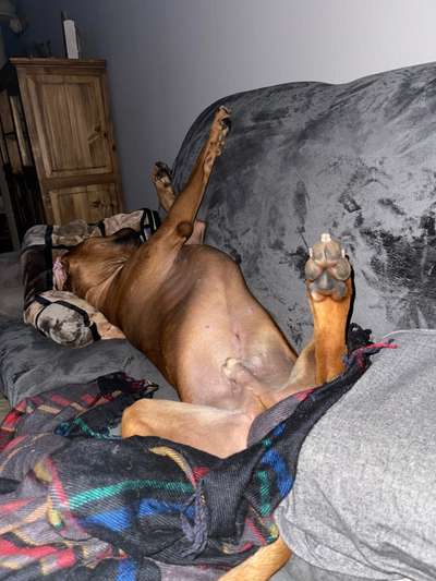 Rhodesian Ridgeback-Beitrag-Bild