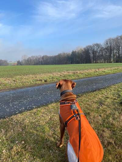Rhodesian Ridgeback-Beitrag-Bild