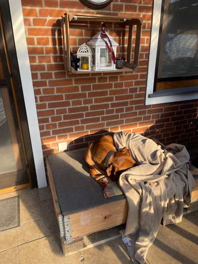 Rhodesian Ridgeback-Beitrag-Bild