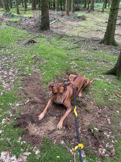 Rhodesian Ridgeback-Beitrag-Bild