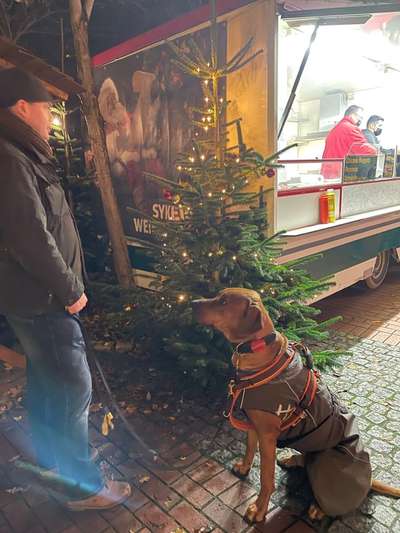 Rhodesian Ridgeback-Beitrag-Bild