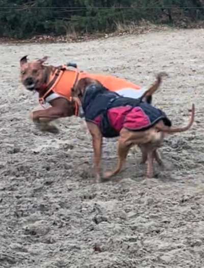 Rhodesian Ridgeback-Beitrag-Bild