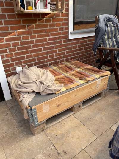 Rhodesian Ridgeback-Beitrag-Bild