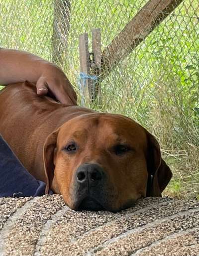 Rhodesian Ridgeback-Beitrag-Bild