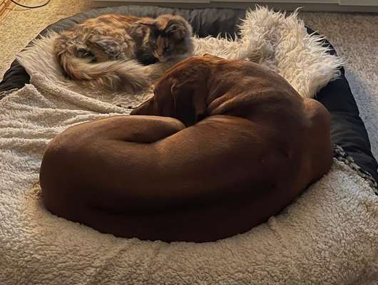 Rhodesian Ridgeback-Beitrag-Bild