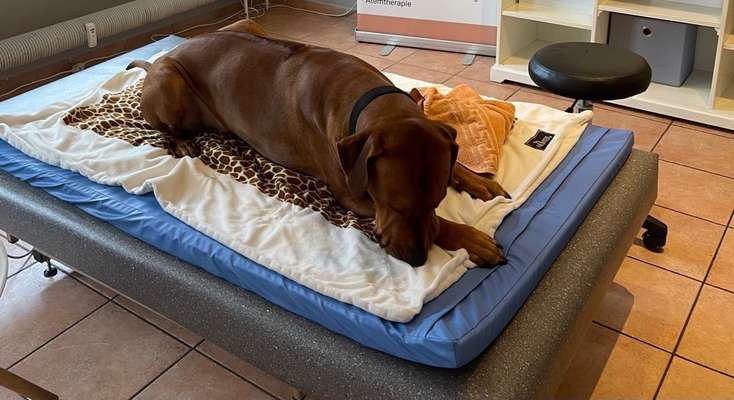 Rhodesian Ridgeback-Beitrag-Bild