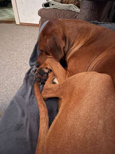 Rhodesian Ridgeback-Beitrag-Bild