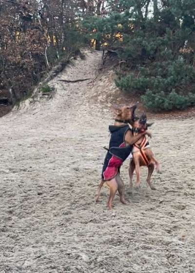 Rhodesian Ridgeback-Beitrag-Bild