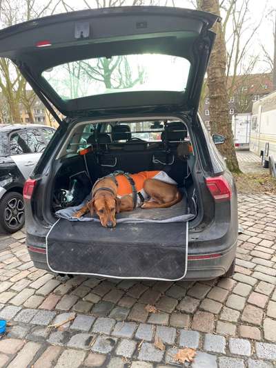 Rhodesian Ridgeback-Beitrag-Bild